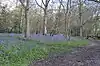 Bluebells in Hodgemoor Wood