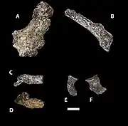 (A,B)&nbsp;ilium, (C,D)&nbsp;adolescent sacrum, (E,F)&nbsp;ischium