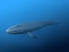 Horopeta umarere