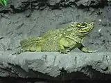Philippine sailfin lizard in Tropicario in Helsinki, Finland