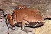 A broad, flat frog with a head that ends in a point