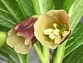 Scopolia carniolica Jacq. Flowers, enlarged, showing cream interior with green reticulation and unripe anthers.