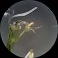 S. lateriflorum microscopic photo of a single ray floret and two disk florets, lobes of the disk florets reflexed. One separated ray floret style and a clump of disk floret pappi are viewable. Spent anther tubes are protruding from the disk florets.