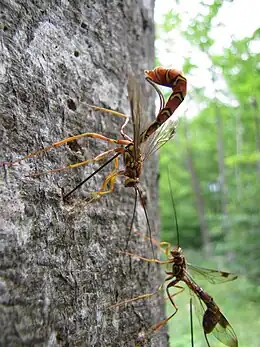 Megarhyssa macrurus, a parasitoid. The body of a female is 50&nbsp;mm (2.0&nbsp;in) long, with a c. 100&nbsp;mm (3.9&nbsp;in) ovipositor