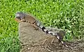 Green Iguana in the Botanical Garden at Portoviejo.