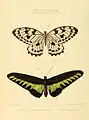 Male (bottom)