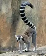 Ring-tailed lemur (Lemur catta)