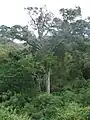 A giant yellowwood growing above the forest canopy near Knysna