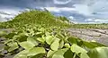 Beach morning glory vines, Yunlin