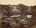 The Garden of Gethsemane, photograph, 1857