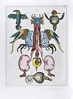 Natural Science, Tab. 2 (1973), etching