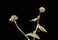 Dried Kalimeris indica inflorescence in winter time