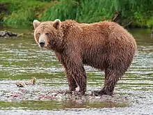 Brown bear in river