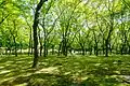 in summer