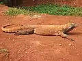 The Komodo dragon