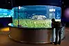 Mediterranean seagrass aquarium