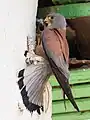 Male lesser kestrel feeding chicks