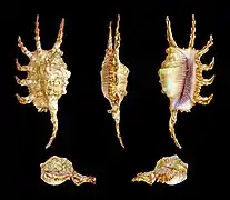 Lambis scorpius