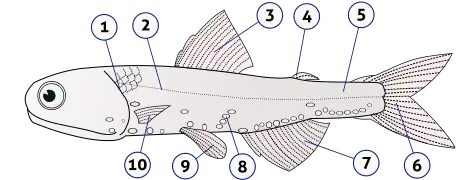 Anatomy of a typical fish (lanternfish shown):1) gill cover 2) lateral line 3) dorsal fin 4) fat fin5) caudal peduncle 6) caudal fin 7) anal fin 8)&nbsp;photophores 9)&nbsp;pelvic fins 10) pectoral fins