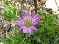 Lampranthus tenuifolius, an endemic plant.