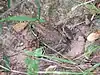 A brown frog with green around its mouth