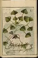 Water caltrop from the Japanese agricultural encyclopedia Seikei Zusetsu (1804)