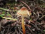 Lepiota castanea