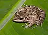 A light brown patterned frog