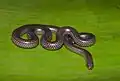Trilepida type species; Big-scaled blind snake (T.&nbsp;macrolepis)