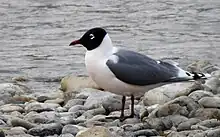 A Franklin's gull on the shoreline