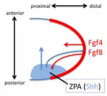 Early signals that define the craniocaudal and proximodistal axis in vertebrate limb development.