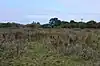 Little Hallingbury Marsh
