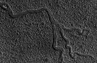 Channels in Lyot Crater, as seen by HiRISE