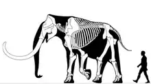 Skeleton of a Columbian mammoth (Mammuthus columbi) bull around  3.7 metres (12&nbsp;ft) tall