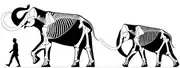Two woolly mammoths, including one of the largest, the Siegsdorf mammoth (left, around 3.5 metres (11&nbsp;ft) tall), and a mature Siberian bull (around 2.7 metres (8.9&nbsp;ft) metres tall)
