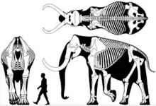 Skeleton of a steppe mammoth (Mammuthus trogontherii) around  3.9 metres (13&nbsp;ft) tall in front-on (without head) side-on and top-down views