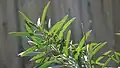 Leaf venation and oil glands