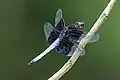 Thermorthemis madagascariensis, male