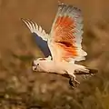 In flight