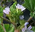 Flowers showing features together