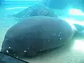 Manatee