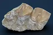 3&nbsp;cm-long teeth on a jaw fragment from Merycoidodon culbertsoni. Oligocene, Brule Formation, South Dakota, USA