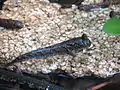 Mudskipper