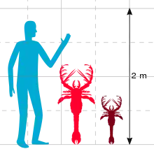 A graph showing the a human at 2 m (6 ft 7 in), with a large lobster-like creature next to it at just under 1.5 m (4 ft 11 in), and a smaller lobster-like creature next to that half its size.