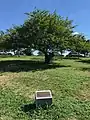 Cherry Tree Grove