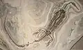 Fossil from Brazil