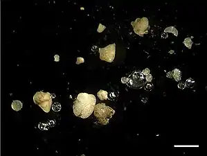 Microplastics among sand and glass spheres in sediment from the Rhine. The white bar represents 1&nbsp;mm.