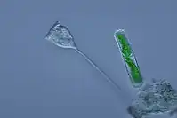 Vorticella (Ciliophora) (left)