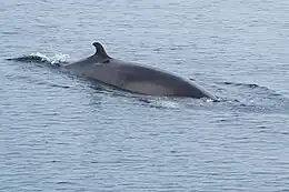 Balaenoptera acutorostrata. -Petit rorqual. -Minke whale