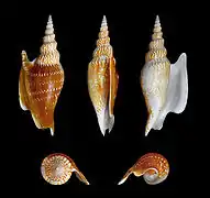 Mirabilistrombus listeri